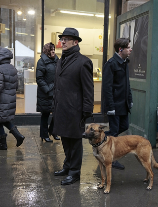 Illustration for article titled Bear Chews Finch's Shoe and Gets Walked on Person of Interest: Blunt